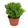 Crassula Hobbit Vetplant - Ø15cm - Hoogte 21cm Sierplantenshop .