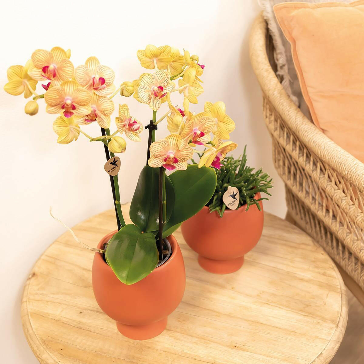 Oranje Phalaenopsis Orchidee Ø9cm -↕35cm   | Tropische Kamerplant uit Jamaica - Vers van de Kweker | Sierplantenshop 