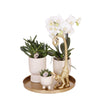 Gift set Luxury Living | Plantenset met witte Phalaenopsis Orchidee en Succulenten incl. keramieken sierpotten Ø9cm -↕35cm | Sierplantenshop 