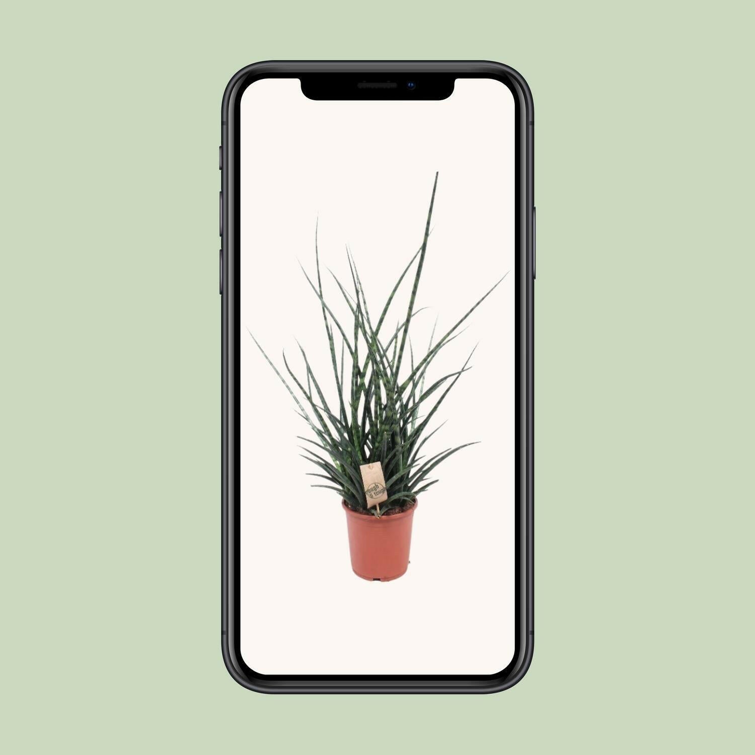 Sansevieria Fernwood Punk - Ø17cm - Hoogte 65cm | Sierplantenshop 