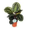 Calathea Medallion - Elegante Sierplant - Ø14cm - Hoogte 45cm Sierplantenshop .