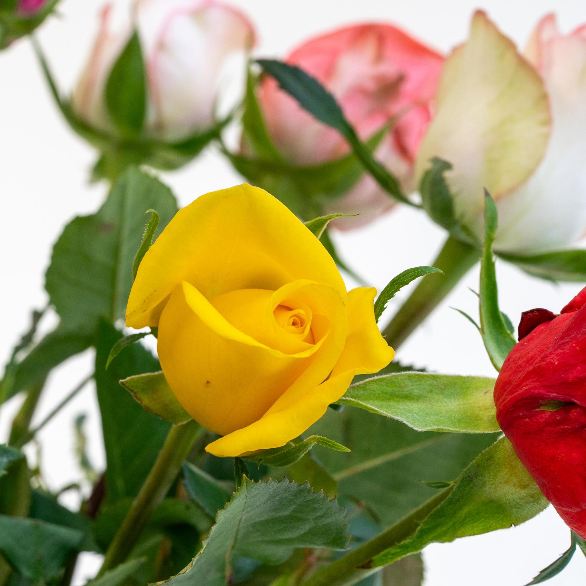 Sierplantenshop - Letterbox Roses Mixed Colors | 35cm length Letterbox Roses Mixed Colors | 35cm length