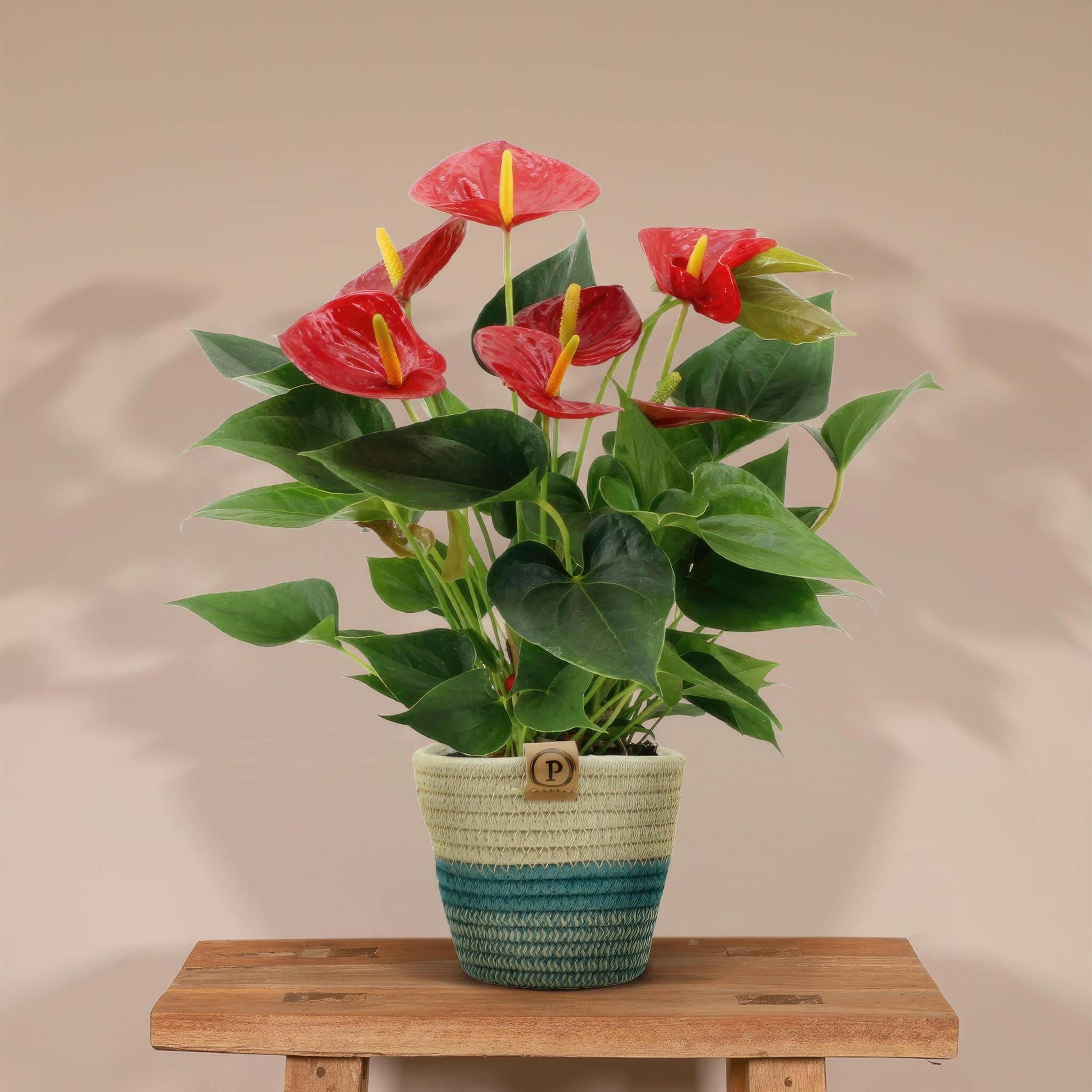 Anthurium Andreanum Diamond Red met PURE mand - 45 cm - Ø12 cm Sierplantenshop .