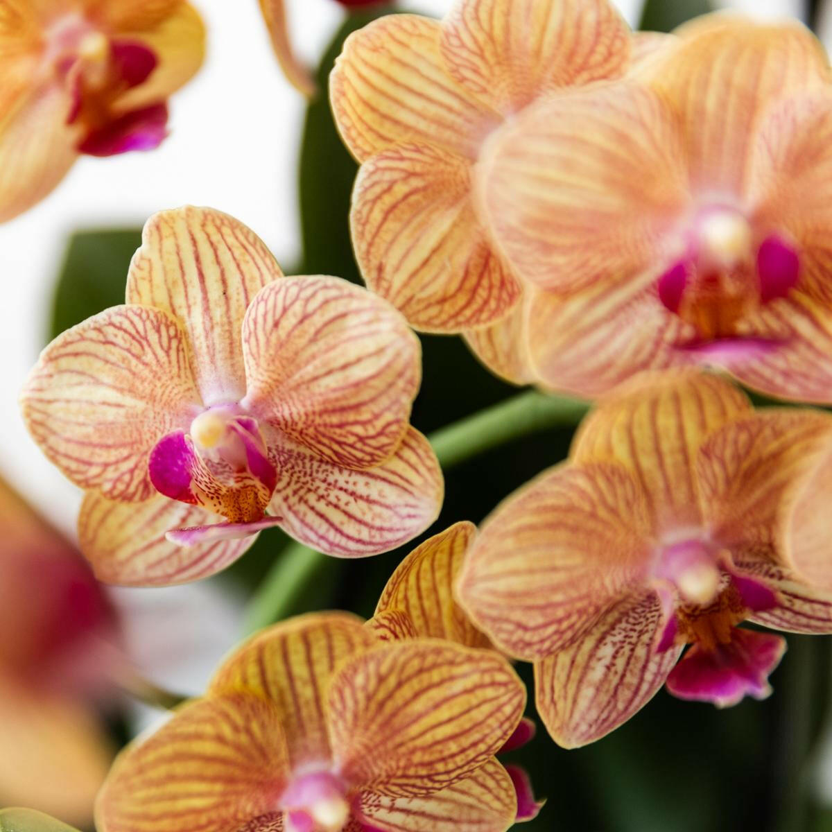 Phalaenopsis  Oranje met Geschilderde Streep Pot - Ø9cm -↕35cm  Bloeiende Kamerplant - Vers van de Kweker | Sierplantenshop 