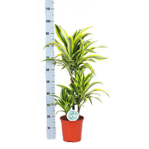 Dracaena Lemon Lime in Stijlvolle Boule OLIJF Pot - Ø21cm, Hoogte 65cm Sierplantenshop .