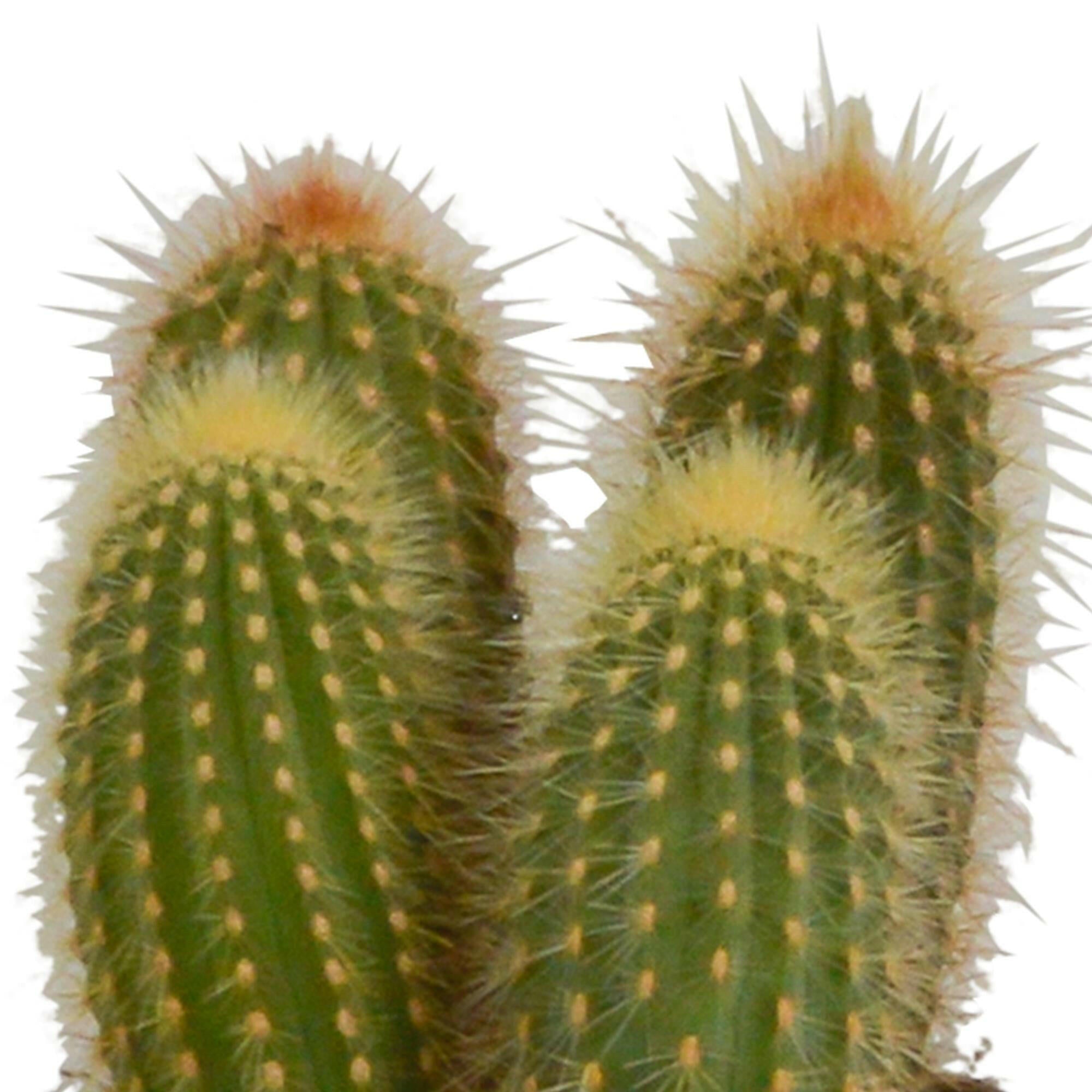 Cereus Plantenmix - Set van 3 in Witte Potten van 10,5 cm Sierplantenshop .