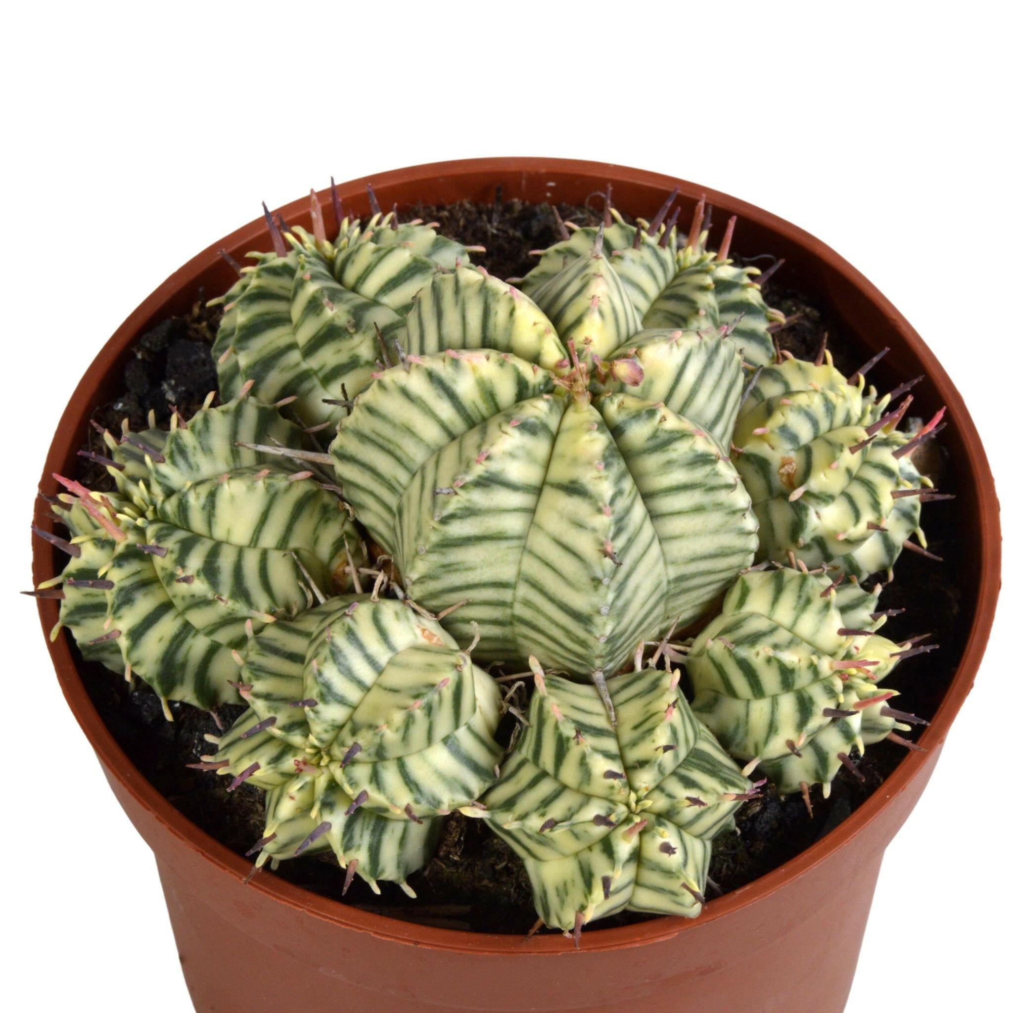 Euphorbia meloformis variegata - Unieke Sierplant in Clay - 10,5 cm - 1x Sierplantenshop .