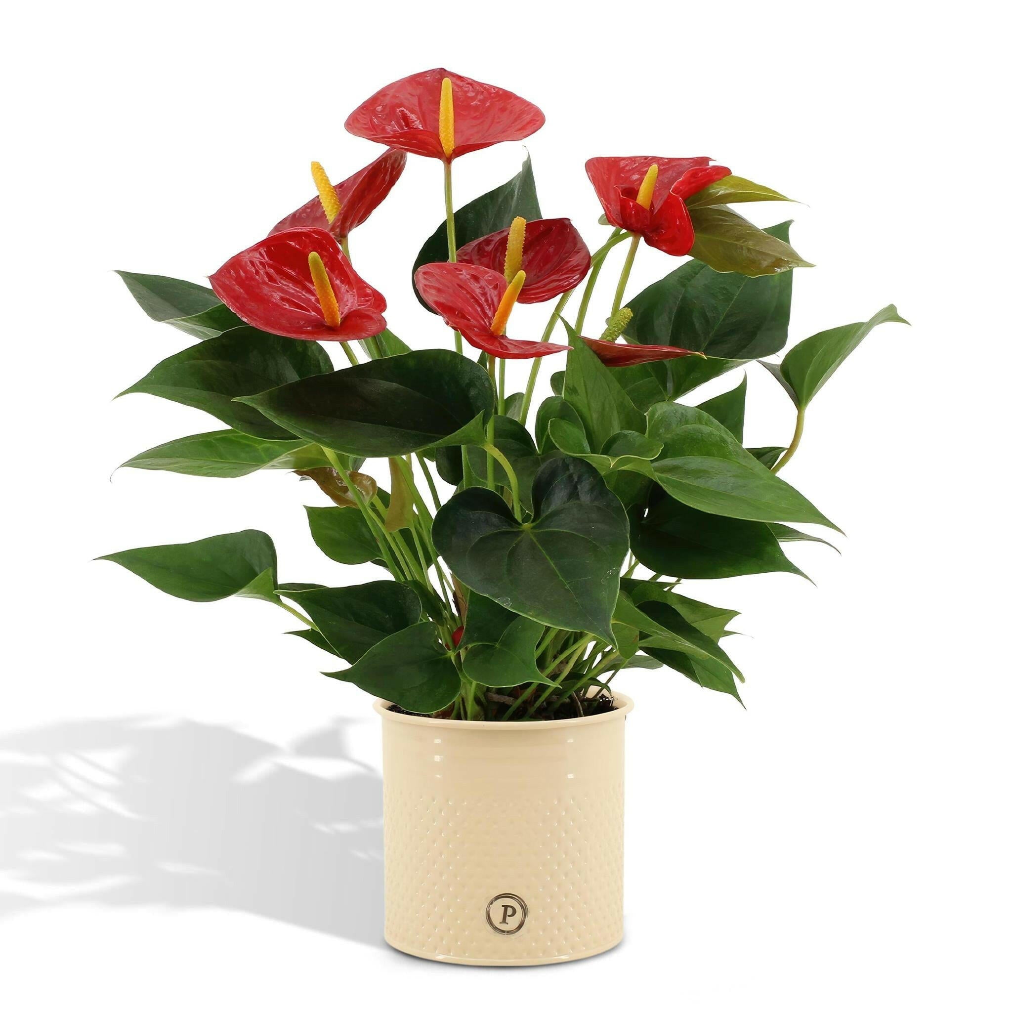 Anthurium Andreanum Diamant Rode Bloem met PURE Zinken Pot - 45 cm - Ø12 Sierplantenshop .