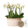 witte Phalaenopsis orchidee - Amabilis -witte plantenset in Cotton Basket incl. waterreservoir | drie witte orchideeën Amabilis 9cm en drie groene planten