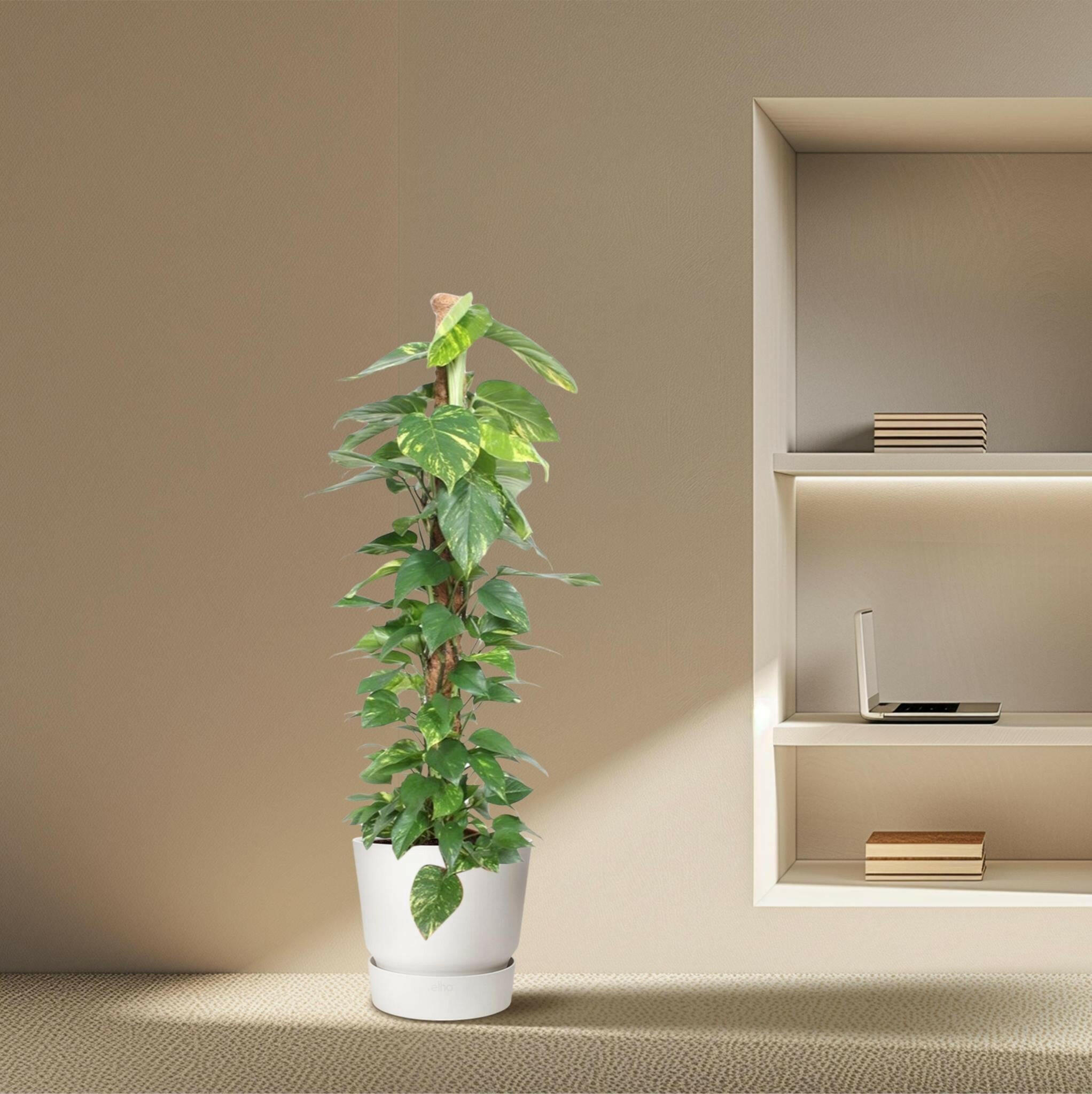 Epipremnum Aureum mosstok - 150 cm - ø27.