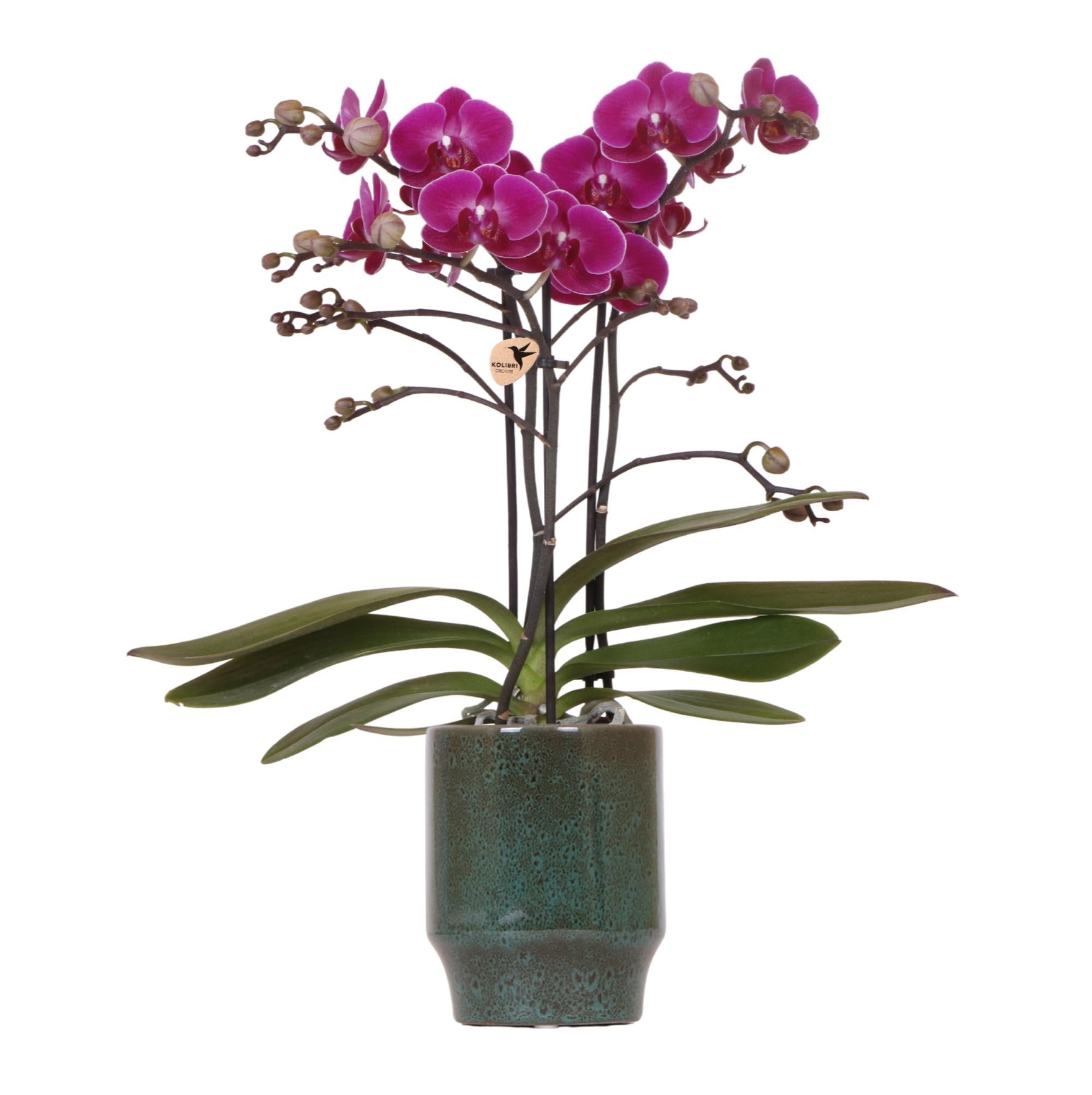 Sierplantenshop - Paarse phalaenopsis orchidee - Morelia - potmaat Ø9cm  - Morelia Classy green- potmaat Ø9cm