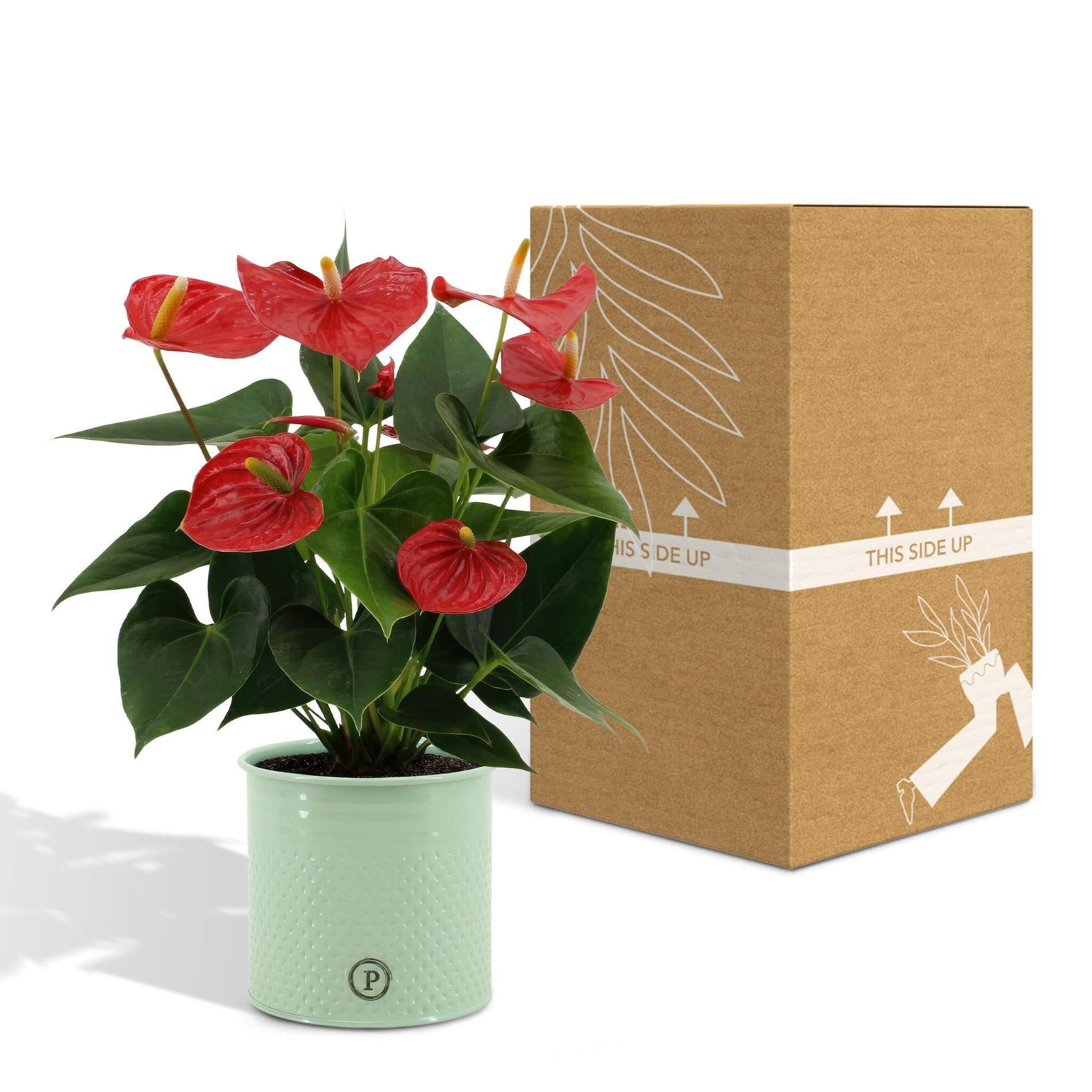 Elegante Anthurium Esudo in PURE Zink - 45cm - Ø12 Sierplantenshop .