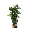 Monstera Deliciosa MOSSTOK in stijlvolle zwarte mand - Ø27cm - ↕150cm met mosstok | Sierplantenshop 