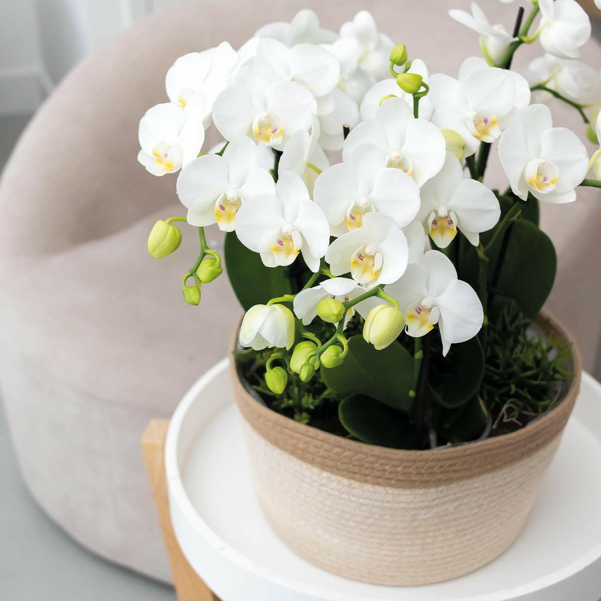 Elegante Witte Phalaenopsis Orchidee Amabilis in Cotton Basket met Waterreservoir | Set van Drie 9cm Orchideeën en Drie Groene Planten Sierplantenshop .