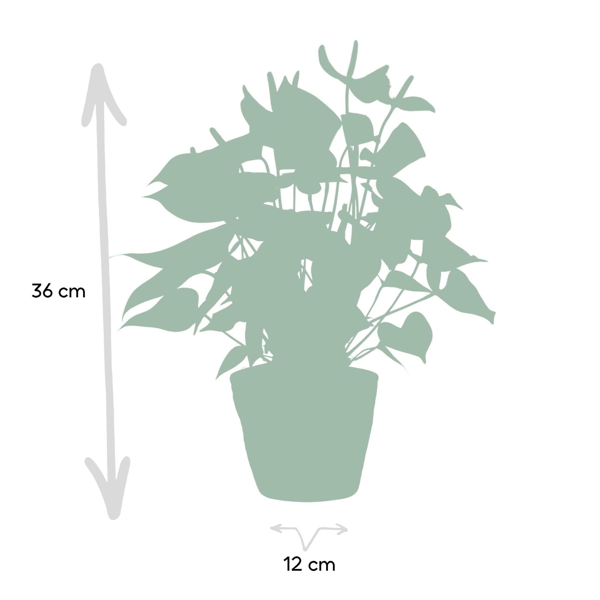 Sierplantenshop - Anthurium andreanum Namora incl. PURE mand - 45cm - Ø12