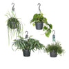 Phlebodium Aureum Blue Star - Hangende Groenparels - Set van 4 - Ø17cm - ↕50cm - Luchtzuiverende Kamerplant | Sierplantenshop 