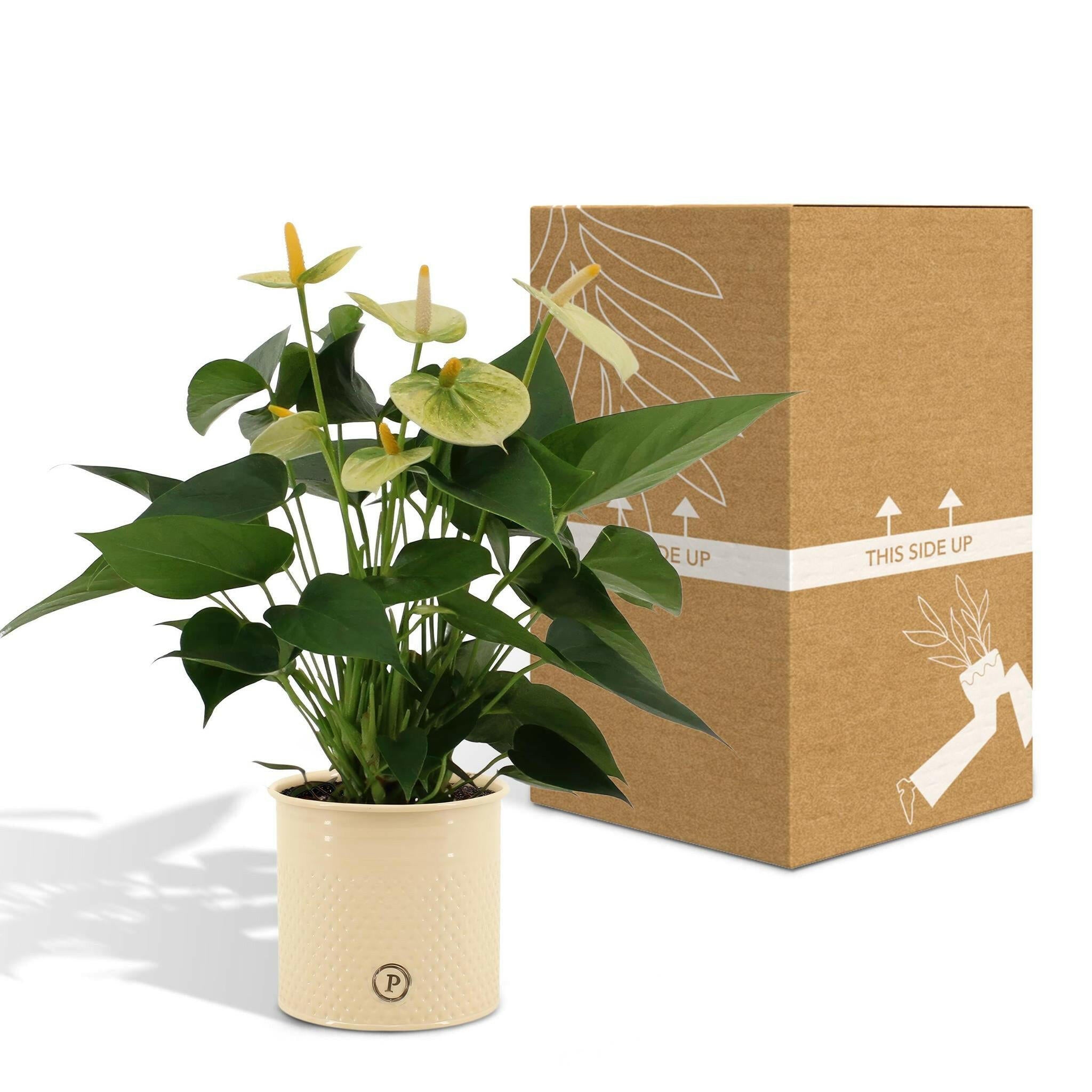 Anthurium andreanum Vanilla met elegante PURE zink pot - 45cm - Ø12 Sierplantenshop .