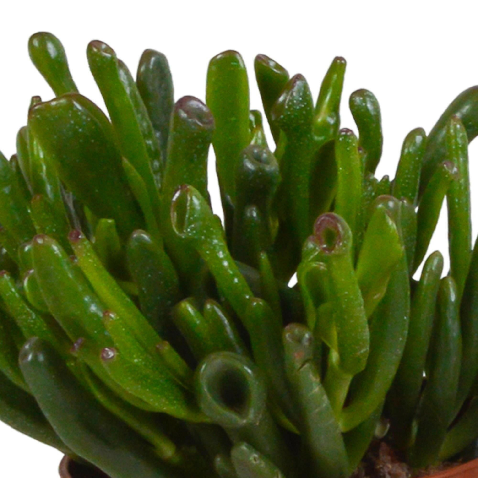 Crassula Plantenmix in Witte Pot - Set van 3 - 10,5 cm Sierplantenshop .