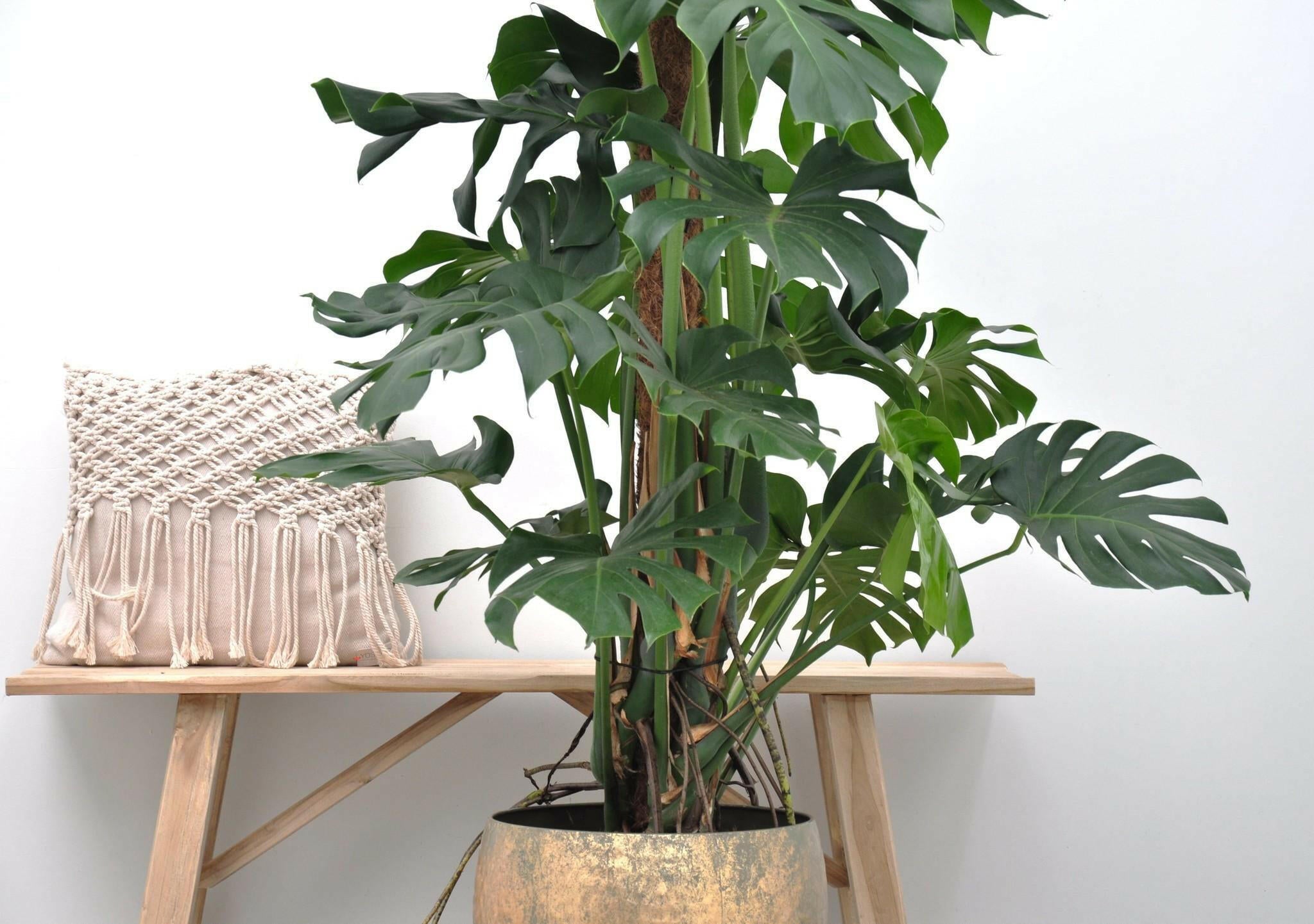 Indrukwekkende Monstera Deliciosa XXL - 150 cm Hoogte - Perfecte Kamerplant voor Elk Interieur Sierplantenshop .