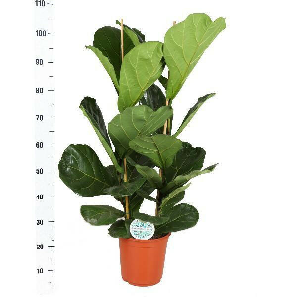 Vioolblad Ficus - Ø24cm - ↕120cm | Sierplantenshop 