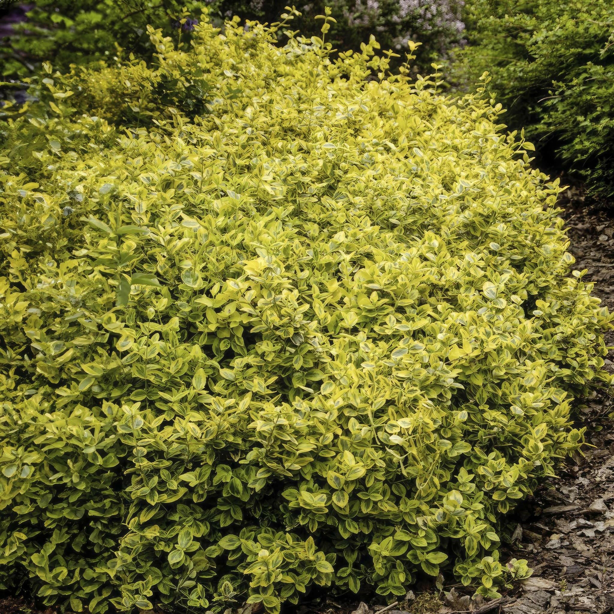 Euonymus Emerald n Gold - Groenblijvende Sierplant - 20x in Pot - Hoogte 10-25cm - Diameter 9cm Sierplantenshop .