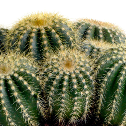 Eriocactus warasii - Charmante Sierplant van 12 cm Sierplantenshop .