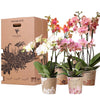 Kolibri Orchideeën Verrassingsdoos - Mix van 4 Unieke Orchideeën - 12cm Potmaat - Vers van de Kweker | Sierplantenshop 