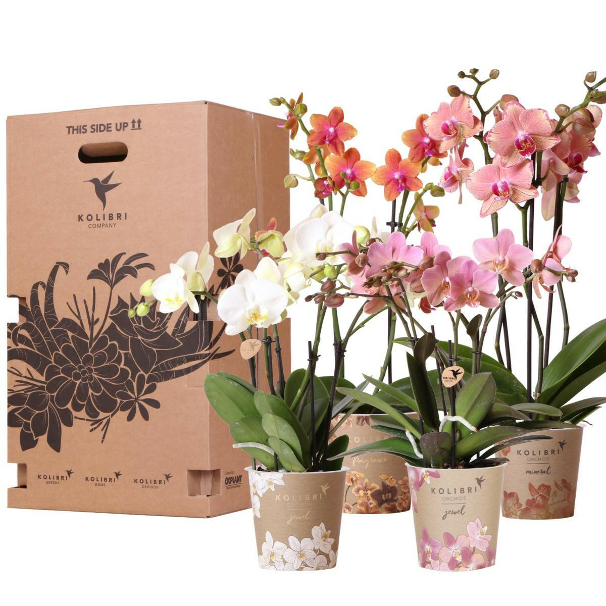 Kolibri Orchideeën Verrassingsdoos - Mix van 4 Unieke Orchideeën - 12cm Potmaat - Vers van de Kweker | Sierplantenshop 