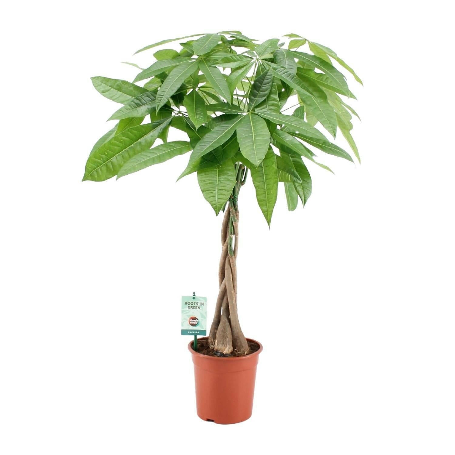 Pachira Aquatica - 19 cm - 80 cm Hoogte Sierplantenshop .