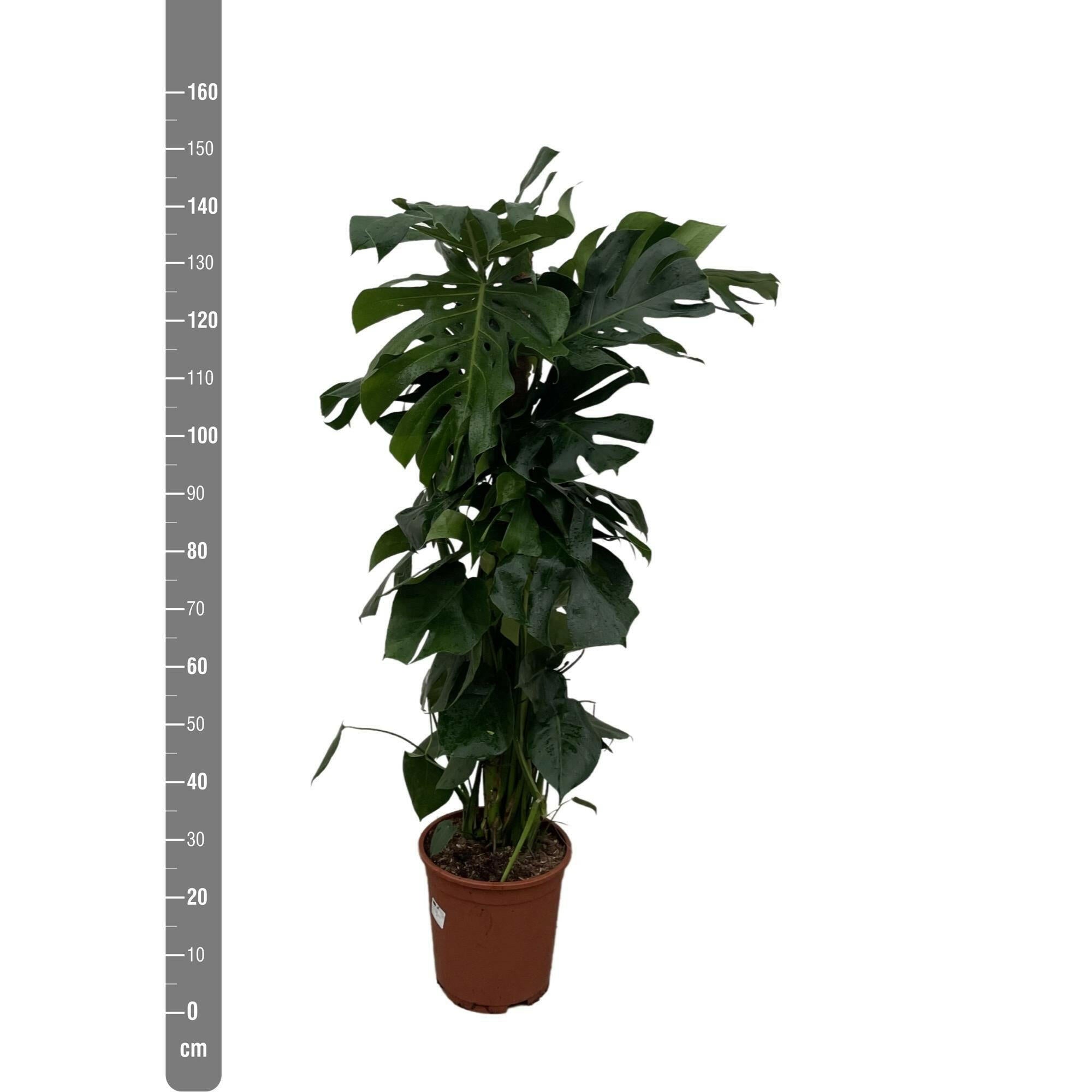 Indrukwekkende Monstera Deliciosa XXL - 150 cm Hoogte - Perfecte Kamerplant voor Elk Interieur Sierplantenshop .