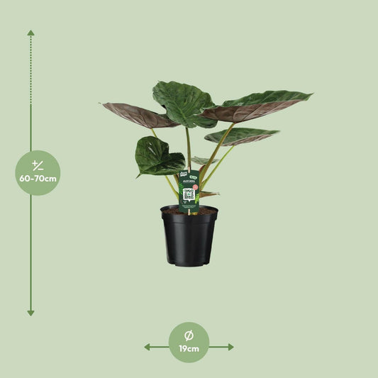 Alocasia Wentii - Tropische Olifantsoor - 70cm - Ø19 Sierplantenshop .