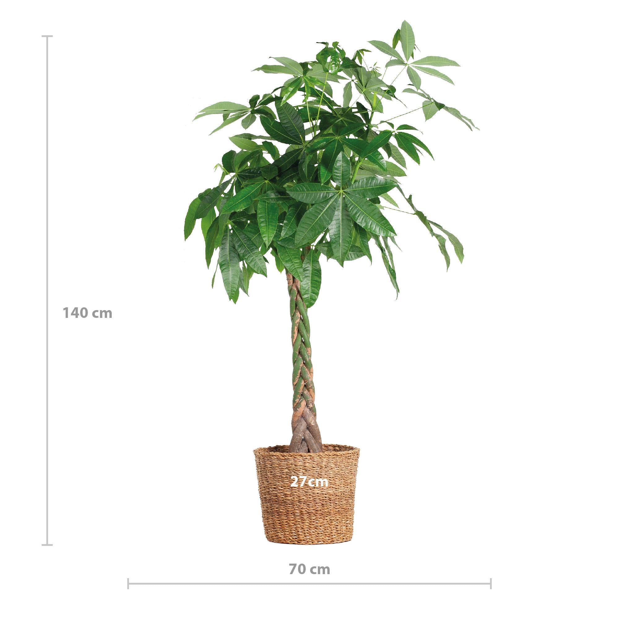 Pachira Aquatica XL met mand Torun - 140cm - Ø27 | Sierplantenshop 