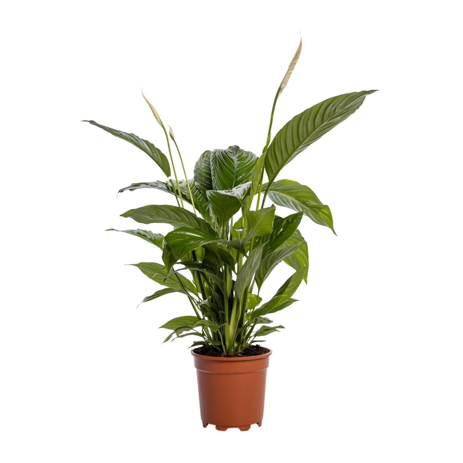 Spathiphyllum Bingo Cupido - Elegante Kamerplant - Ø19cm - Hoogte 80cm Sierplantenshop .