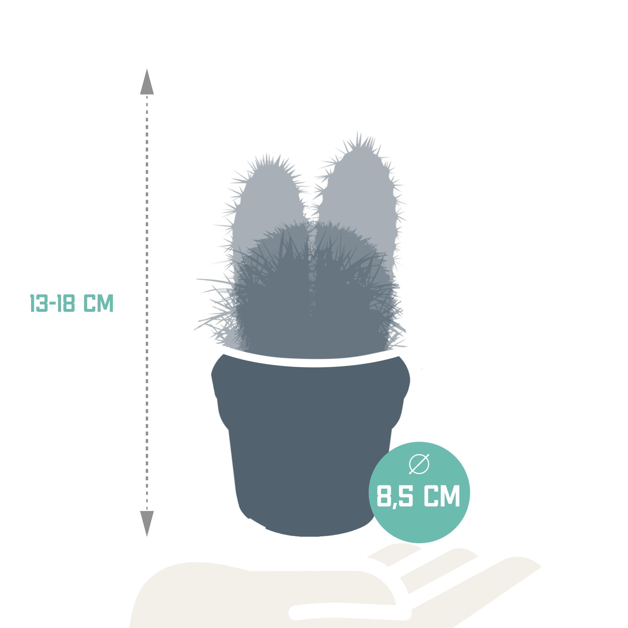 Sierplantenshop - Cactus mix 8.5 cm  - 3x - zonder pot