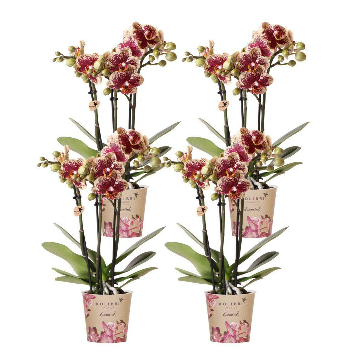 Phalaenopsis COMBI DEAL van 4 Geel  Rode  Orchideeën - Exotische Planten uit Spanje in Ø9cm -↕35cm | Sierplantenshop 