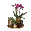 Phalaenopsis Sierplantenset Luxe - Paarse Orchidee en Succulenten met Keramieken Potten - Gift Set Hotel Chic Ø9cm | Sierplantenshop 