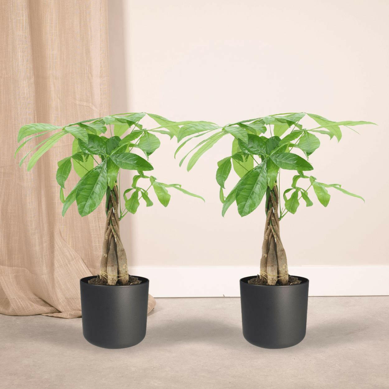 Pachira Aquatica - Geluksplant - Geldboom - 50 cm - Ø14 cm - 2 stuks | Sierplantenshop 