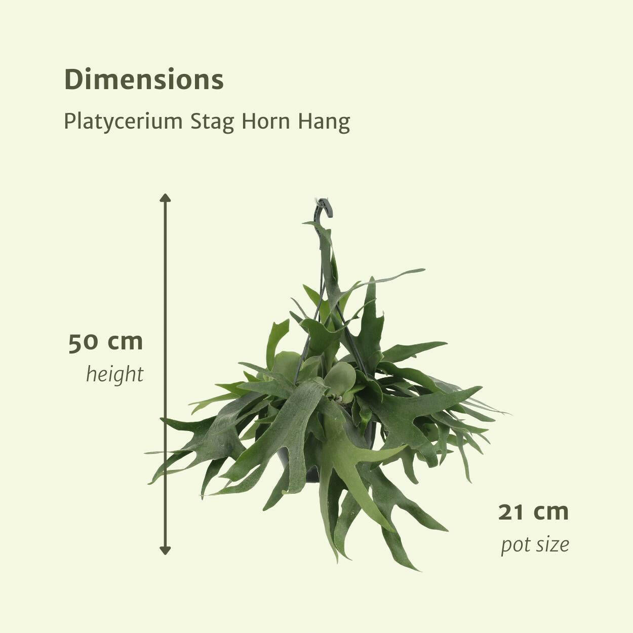 Platycerium Hertshoorn Hangplant - Ø21cm - Hoogte 50cm - Natuurlijke Decoratie voor Jouw Interieur | Sierplantenshop 