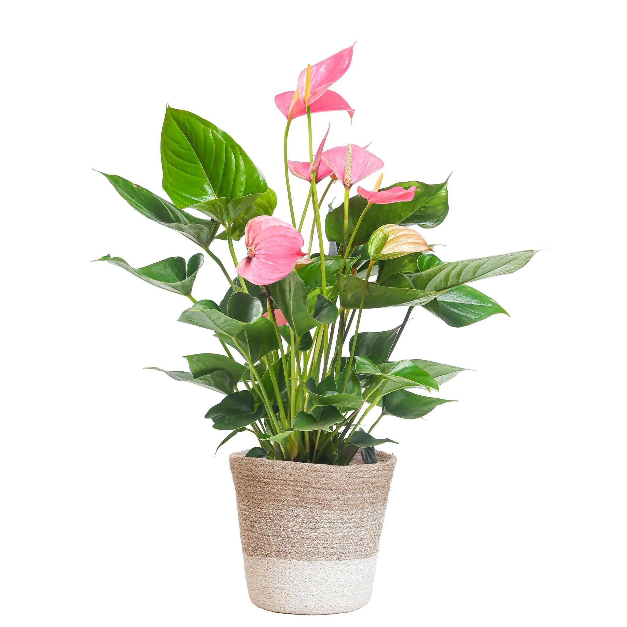 Anthurium Roze Explosie - Stijlvolle Kamerplant in Witte Mand - P17 Sierplantenshop .