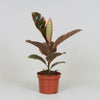 Ficus Elastica Belize - Compacte Rubberplant Ø12 ↕30 Sierplantenshop .