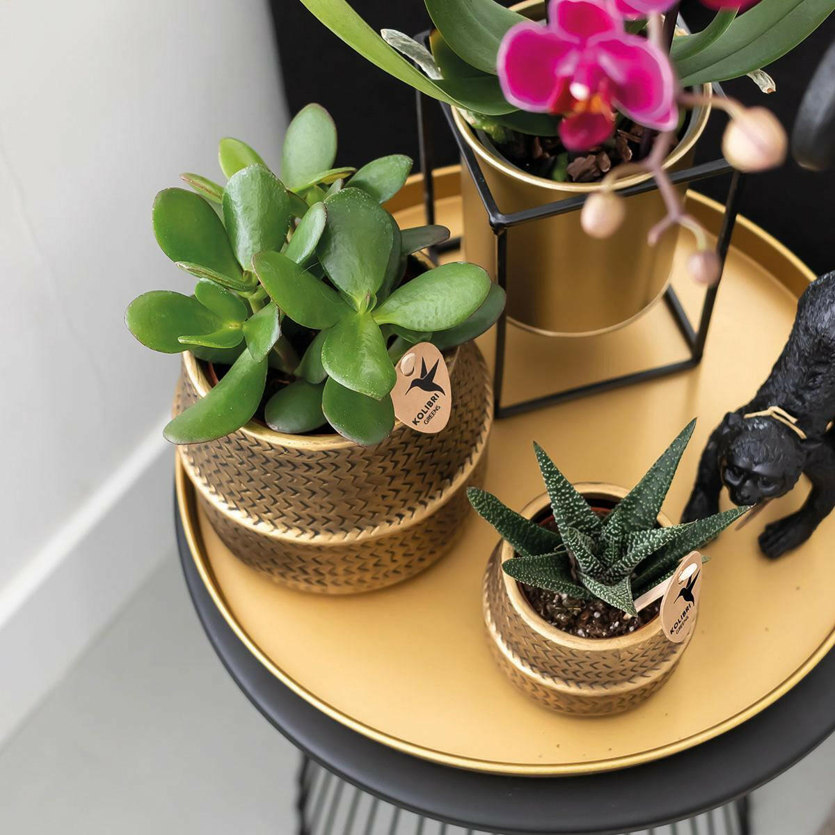 Phalaenopsis Sierplantenset Luxe - Paarse Orchidee en Succulenten met Keramieken Potten - Gift Set Hotel Chic Ø9cm | Sierplantenshop 