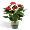 Anthurium Andreanum Diamond Red met PURE mand - 45 cm - Ø12 cm Sierplantenshop .