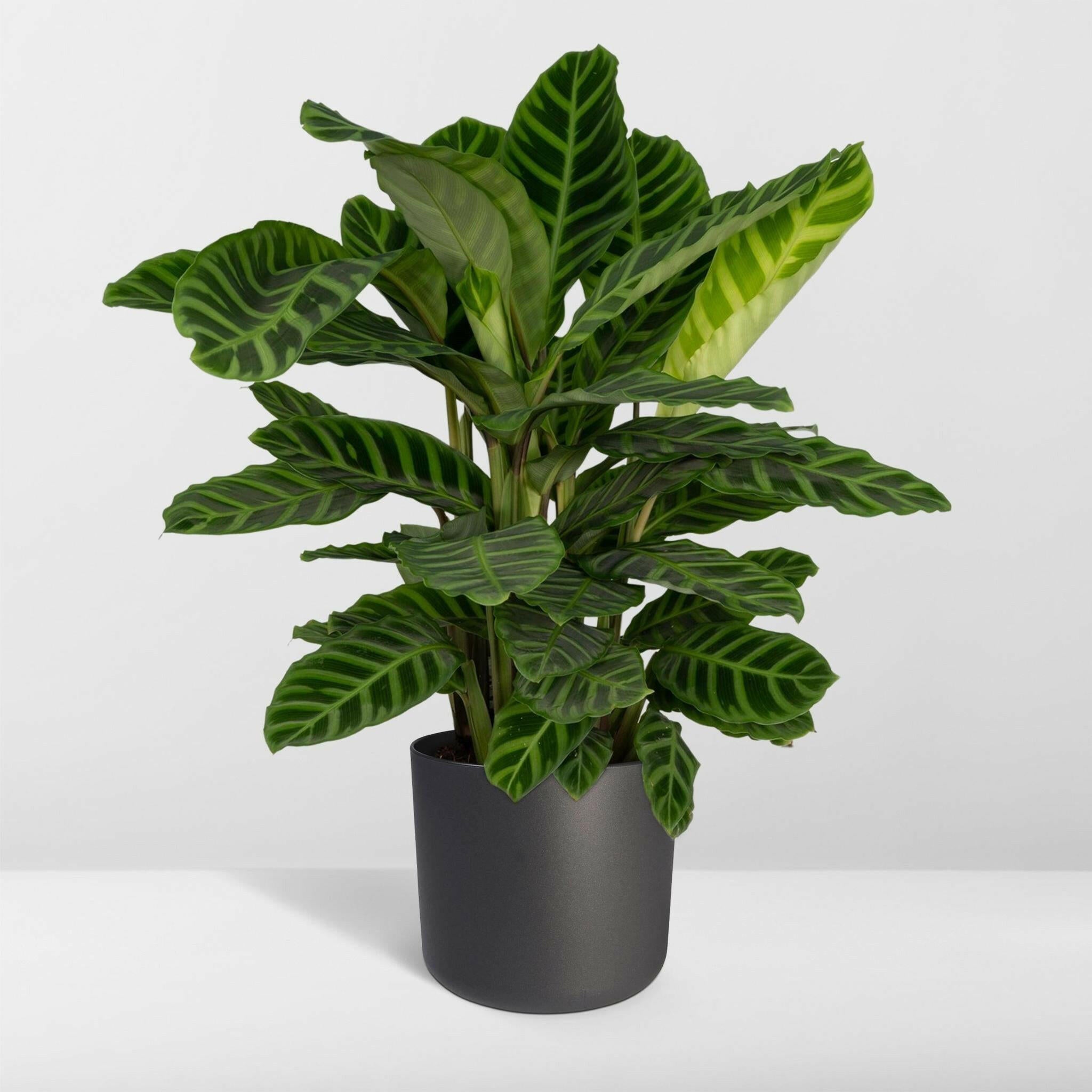 Calathea Zebrina - Pauwenplant - 80cm - Ø19