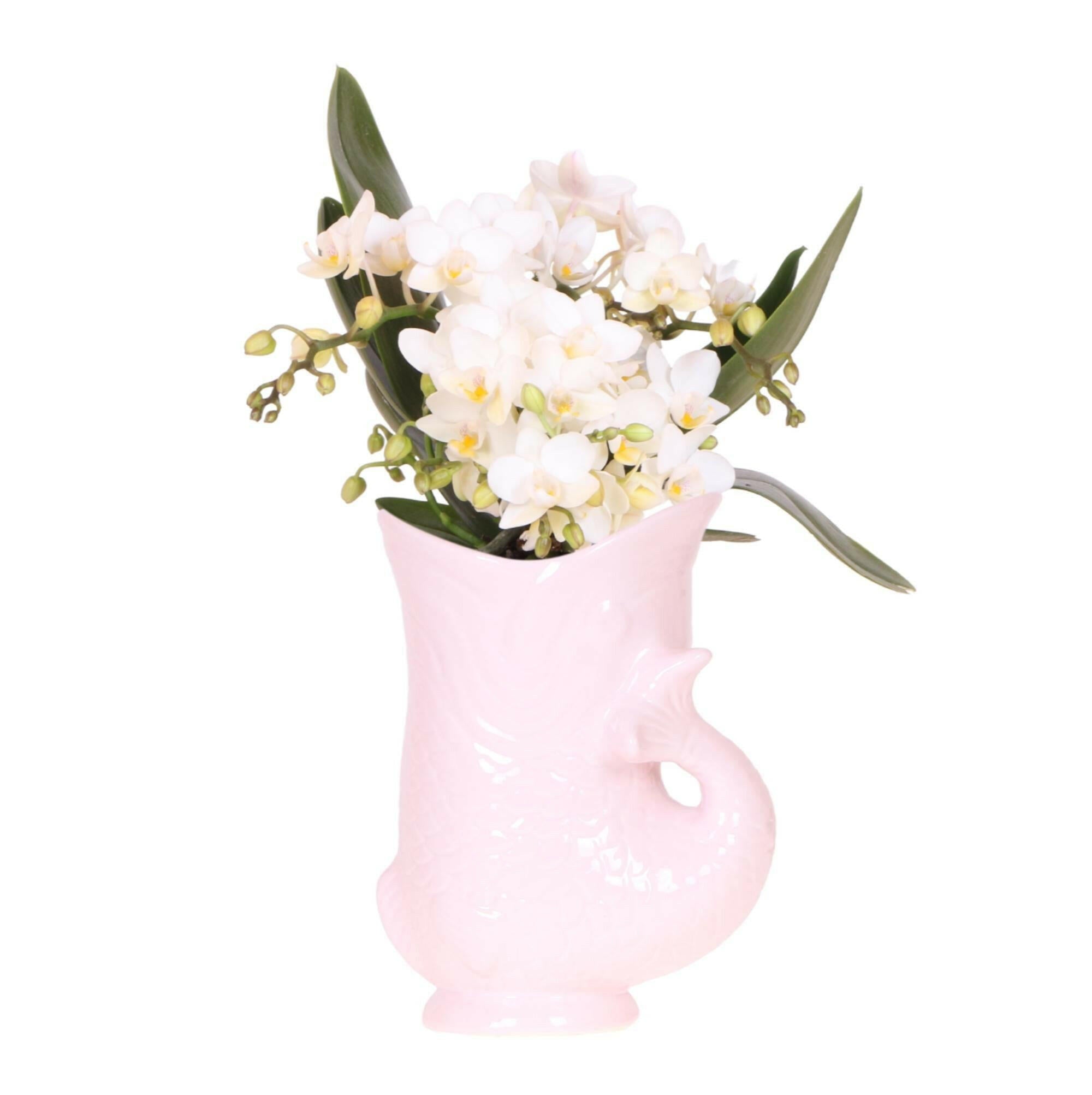 Kolibri Orchideeën | Witte 'Nazaré' Orchidee met Roze Fish Pot Ø9cm | Bloeiende Kamerplant - Direct van de Kweker | Sierplantenshop 