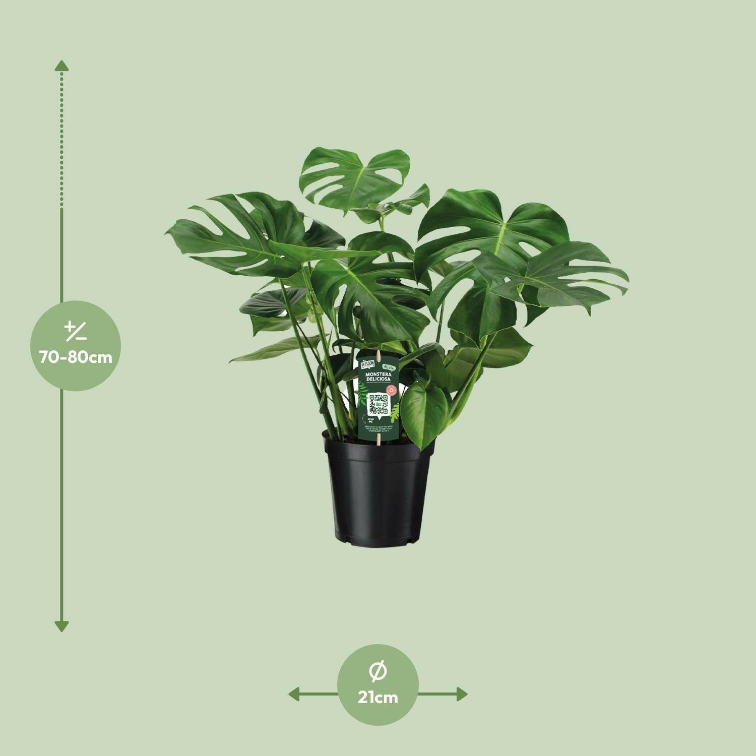 Monstera Deliciosa - Gatenplant - 65 cm Hoog - Ø21 cm - Luchtzuiverende Kamerplant Sierplantenshop .