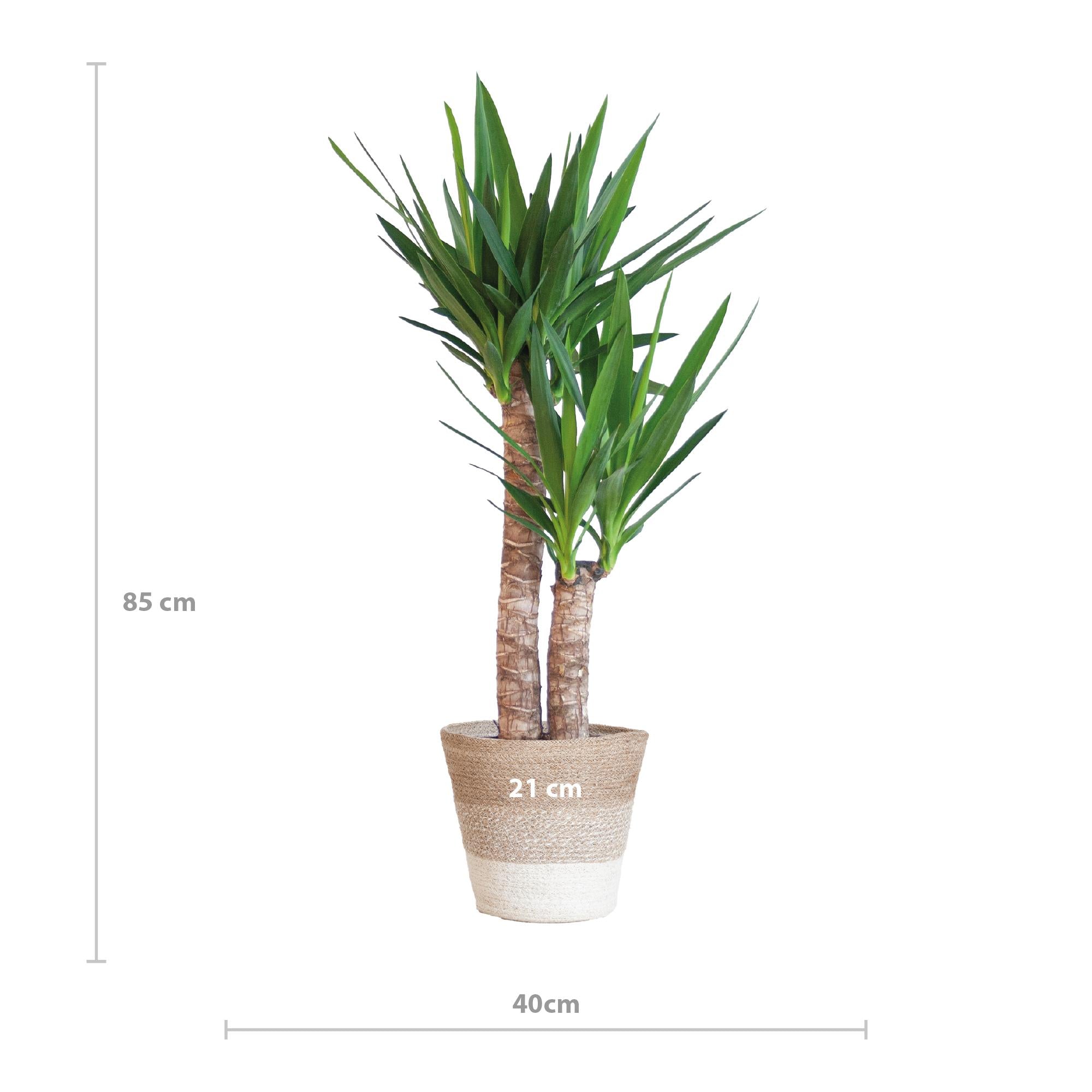 Yucca Elephantipes met Mand Lissabon wit - 90cm - Ø21 | Sierplantenshop 