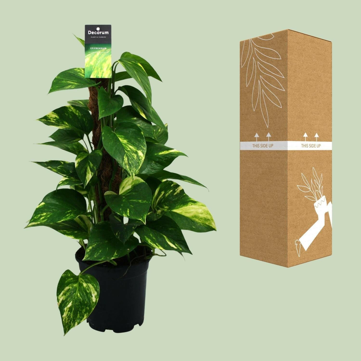 Scindapsus (Epipremnum) - Prachtige Sierplant voor Binnen - Ø15cm - Hoogte 50cm | Sierplantenshop 