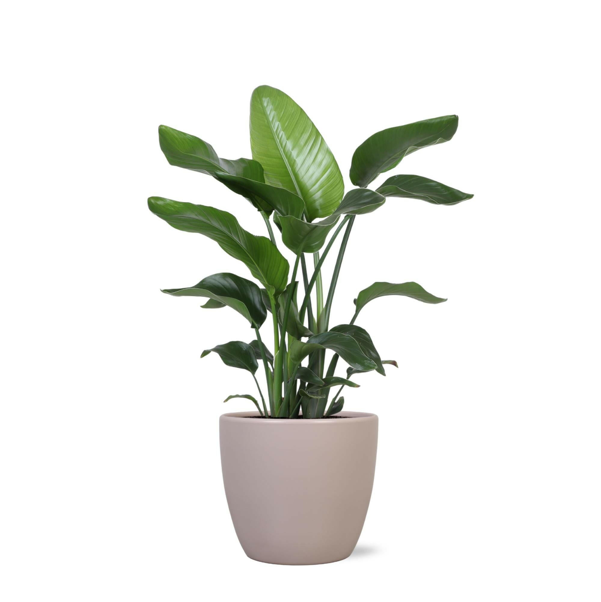 Strelitzia Nicolai in Elegante TAUPE Pot - Ø21cm - Hoogte 80cm | Sierplantenshop 