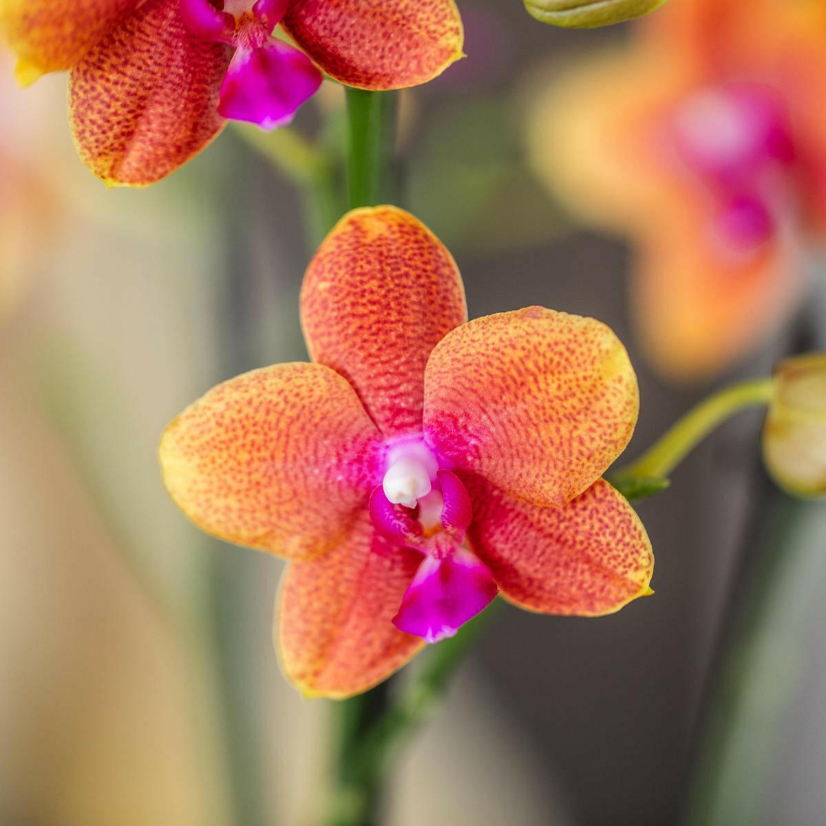 Phalaenopsis Geurige Oranje Orchideeën COMBI DEAL van 2 - Potmaat Ø9cm -↕35cm  Bloeiende Kamerplant Vers van de Kweker | Sierplantenshop 