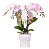 Kolibri Orchids | roze orchidee Portugal + Malaga sierpot roze - potmaat Ø9cm | bloeiende kamerplant - vers van de kweker | Sierplantenshop 